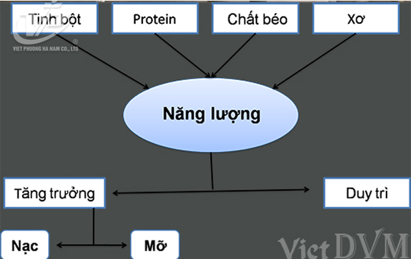 vietphuong-dinh-duong-cho-heo-nai-nuoi-con-1