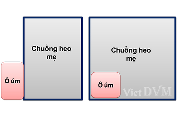 vietphuong-um-heo-trong-mua-lanh-4
